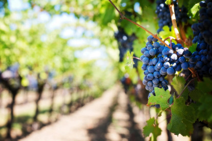 Vineyard Business for Sale Adelaide
