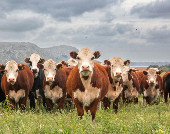 Meat Exporter Business for Sale Australia