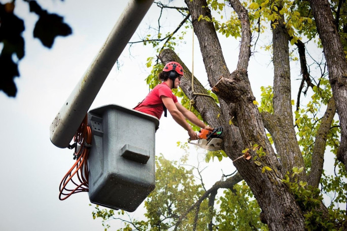 Arborist Business for Sale Brisbane 