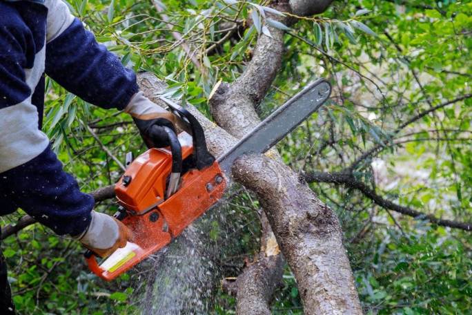 Arborist Business for Sale Brisbane 