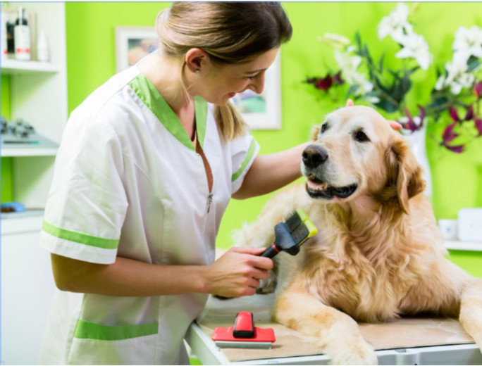 Pet Grooming Business for Sale Brisbane Pet Grooming Business for Sale Brisbane