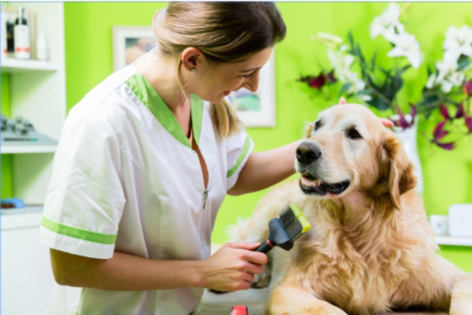 Pet Grooming Business for Sale Brisbane 