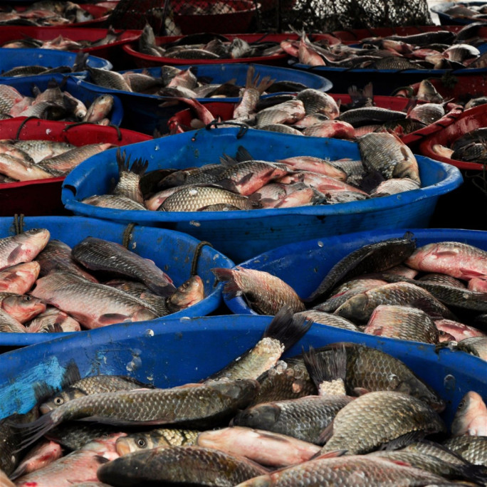 Gourmet Seafood Production Supply Business for Sale Brisbane Gourmet Seafood Production Supply Business for Sale Brisbane