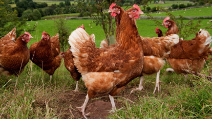 Fresh Chicken Poultry Business for Sale Melbourne