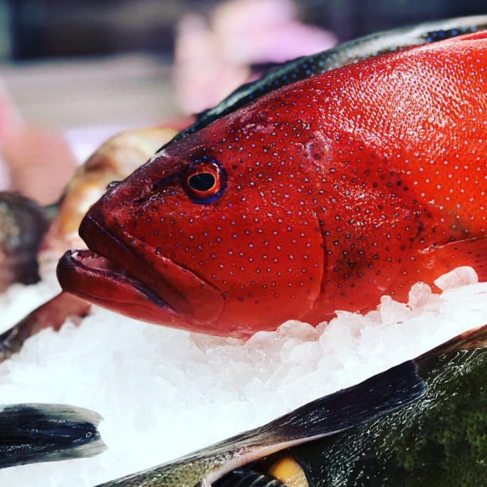 Fresh Fish Shop Business for Sale Melbourne