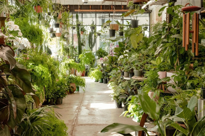 Iconic Nursery  Business for Sale Fitzroy, Melbourne