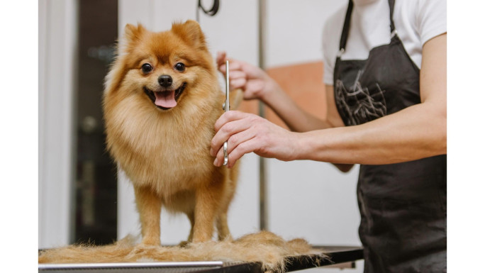Pet Grooming Salon Business for Sale Sutherland