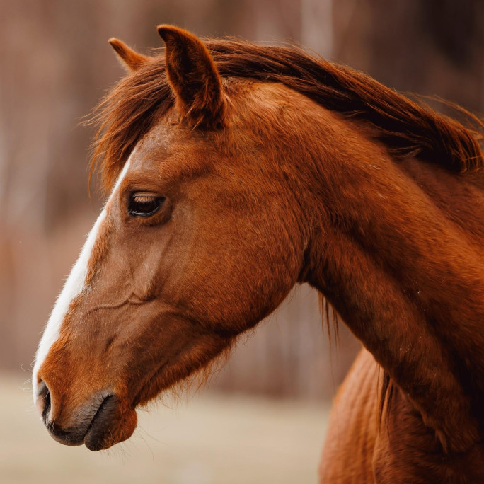 Equine Products Business for Sale NSW 