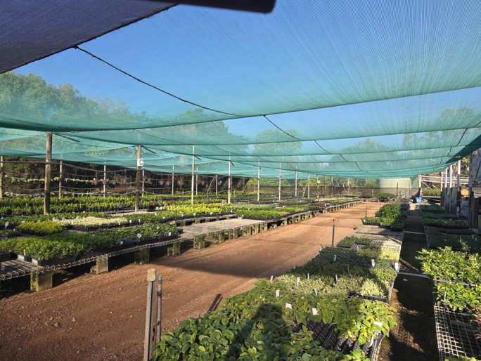 Wholesale Nursery Business for Sale Townsville 