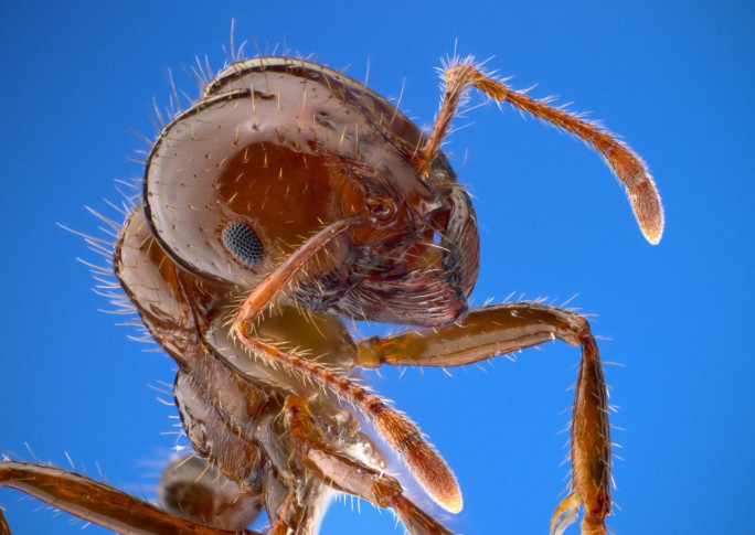 Pest Control - Termite Specialist Business for Sale Sunshine Coast 