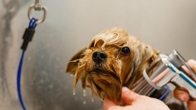 Dog Grooming Business for Sale Sutherland Sydney Dog Grooming Business for Sale Sutherland Sydney
