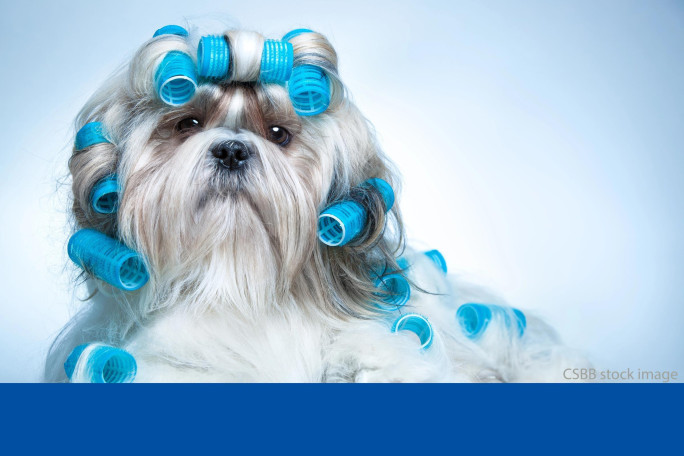 Dog Grooming Salon Business for Sale Sydney Dog Grooming Salon Business for Sale Sydney