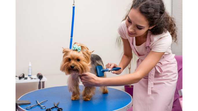 Pet Grooming Salon Business for Sale Sutherland 