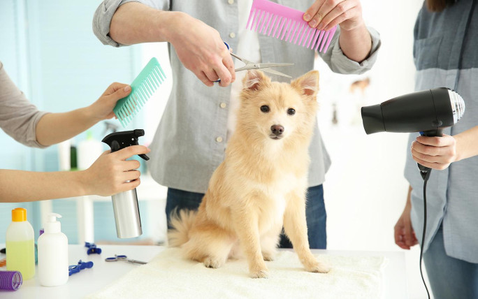 Pet Grooming Salon Business for Sale Sydney