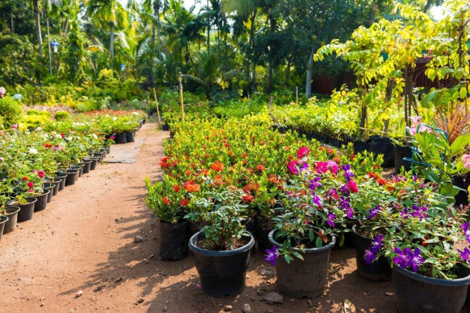 Wholesale & Retail Nursery Business for Sale VIC 