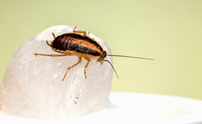 Bespoke Pest Control Business for Sale North East Victoria Bespoke Pest Control Business for Sale North East Victoria