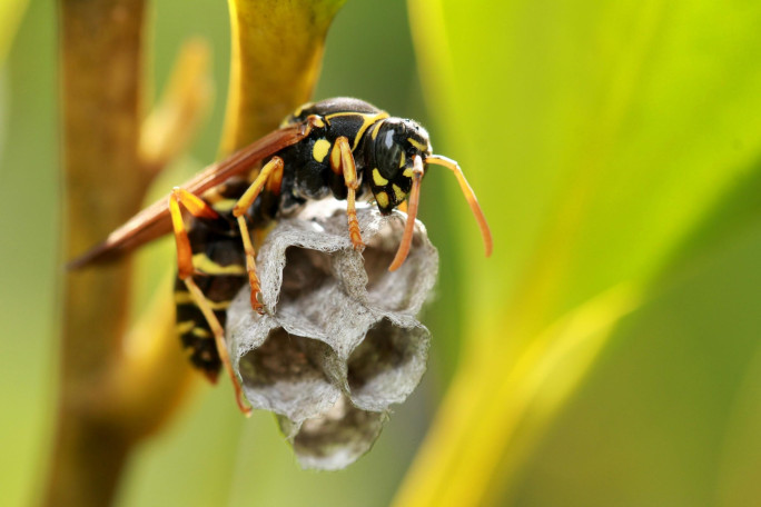 Bespoke Pest Control Business for Sale North East Victoria